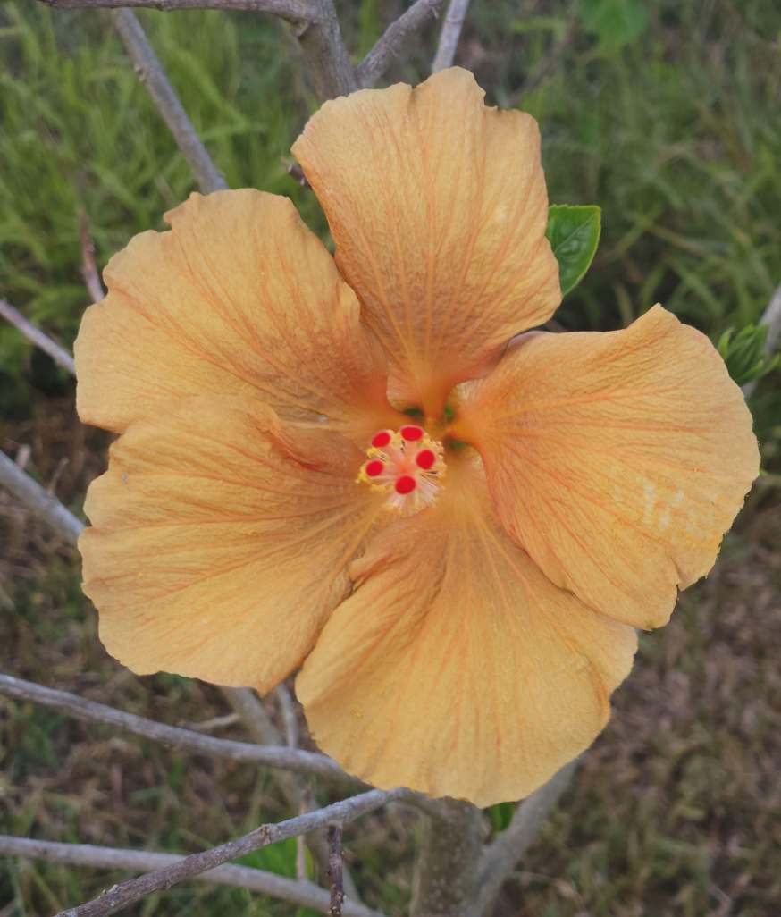 Apricot Pie hibiscus