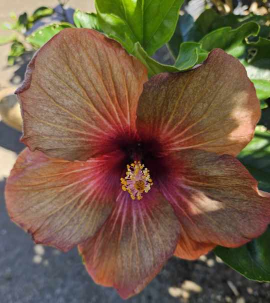 Ashen Blush, a grey and deep red hibiscus