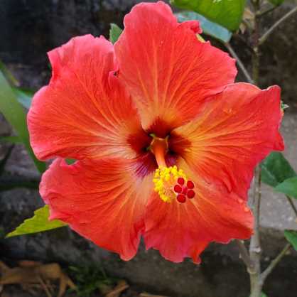 a vermilion red-orange hibiscus