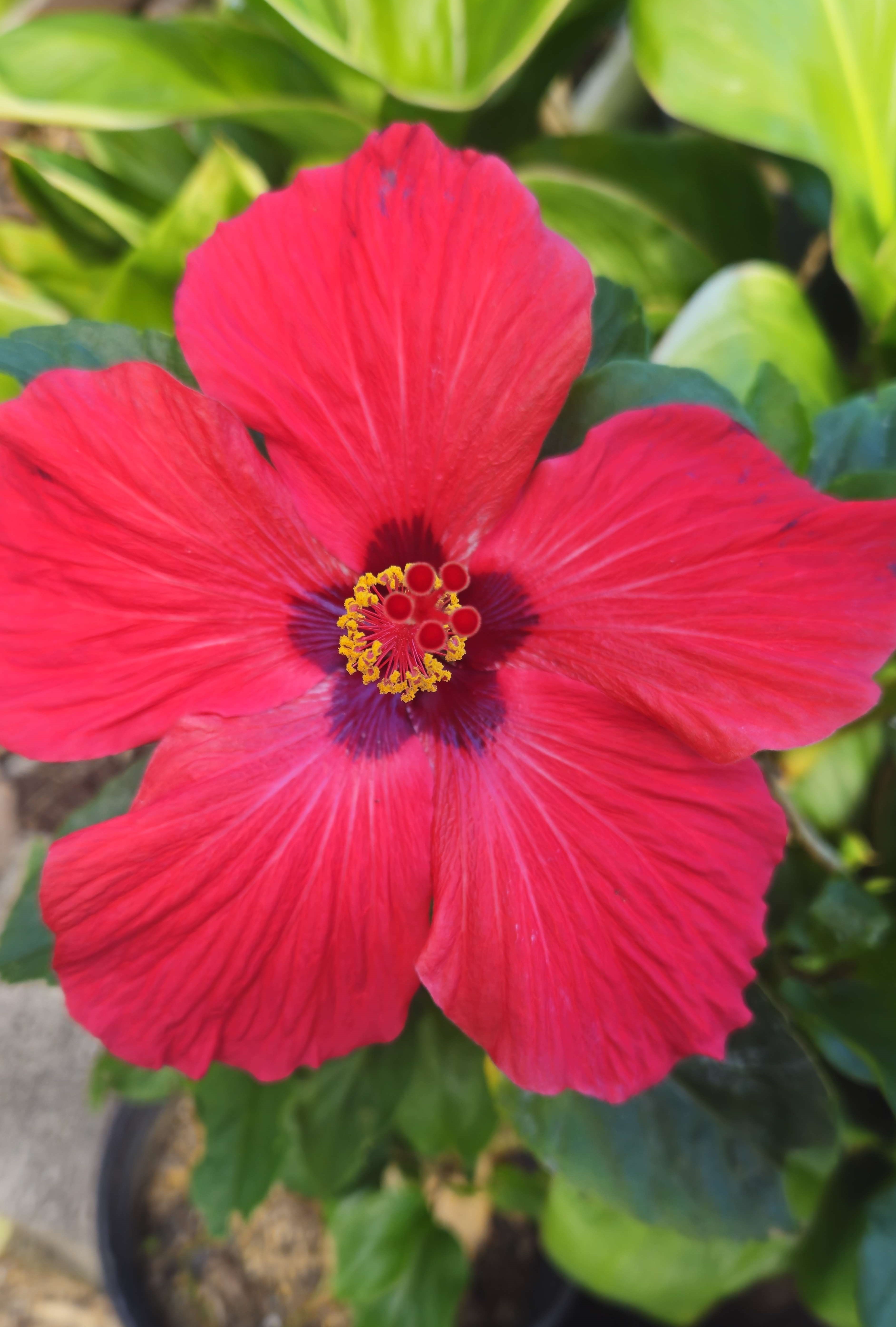 a brilliant blue-red  hibiscus with a raspberry centre