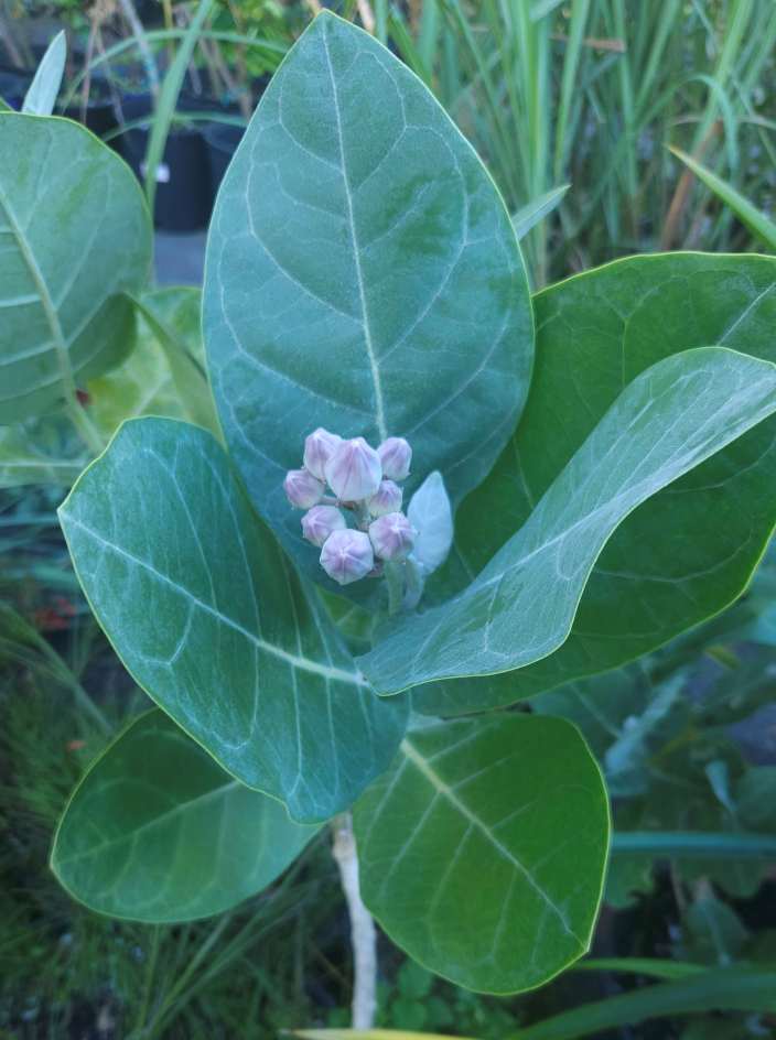 Crown Flower milkweed