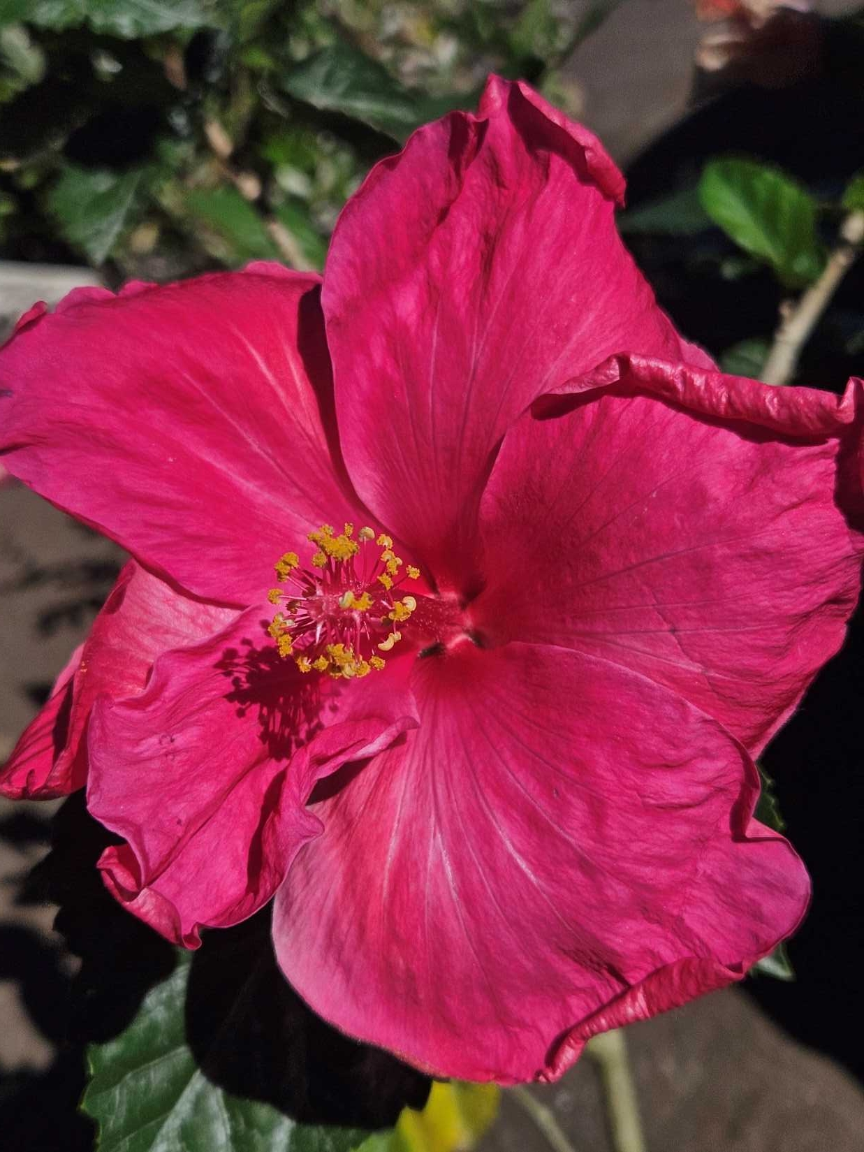 dark pink hibiscus