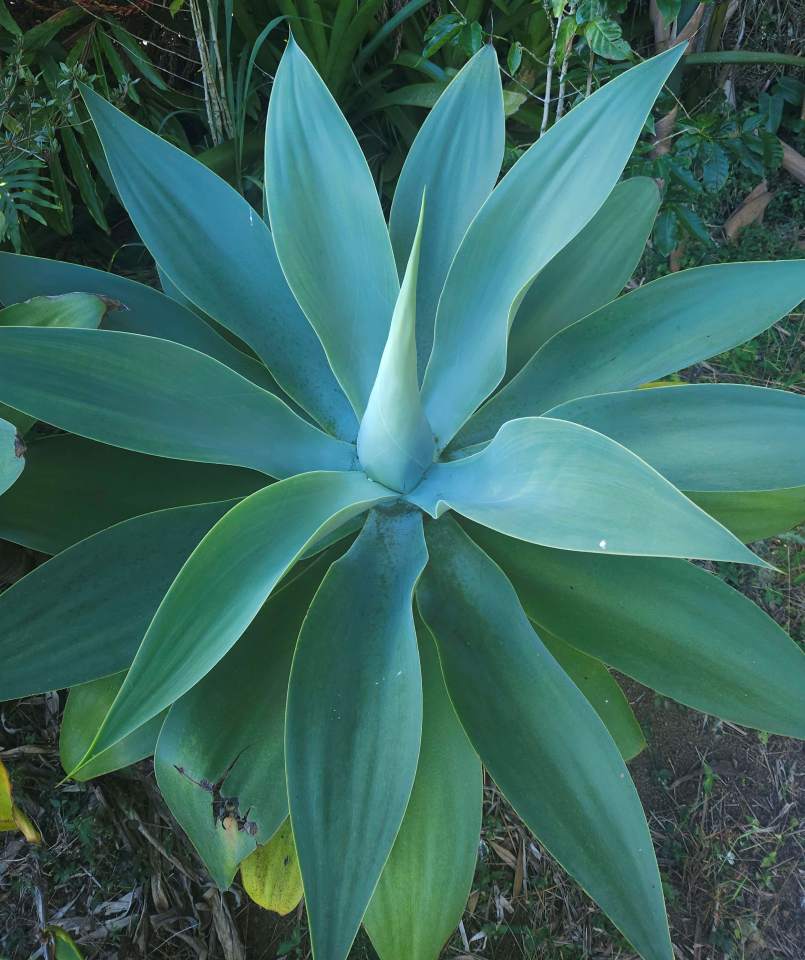 Elephant Trunk agave