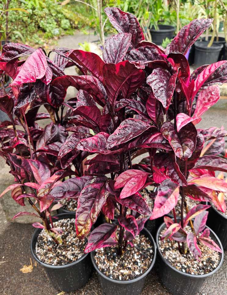 False Purple Eranthemum