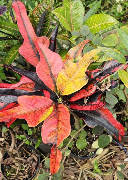 red, pink, yellow, and green variegated leafy croton plant