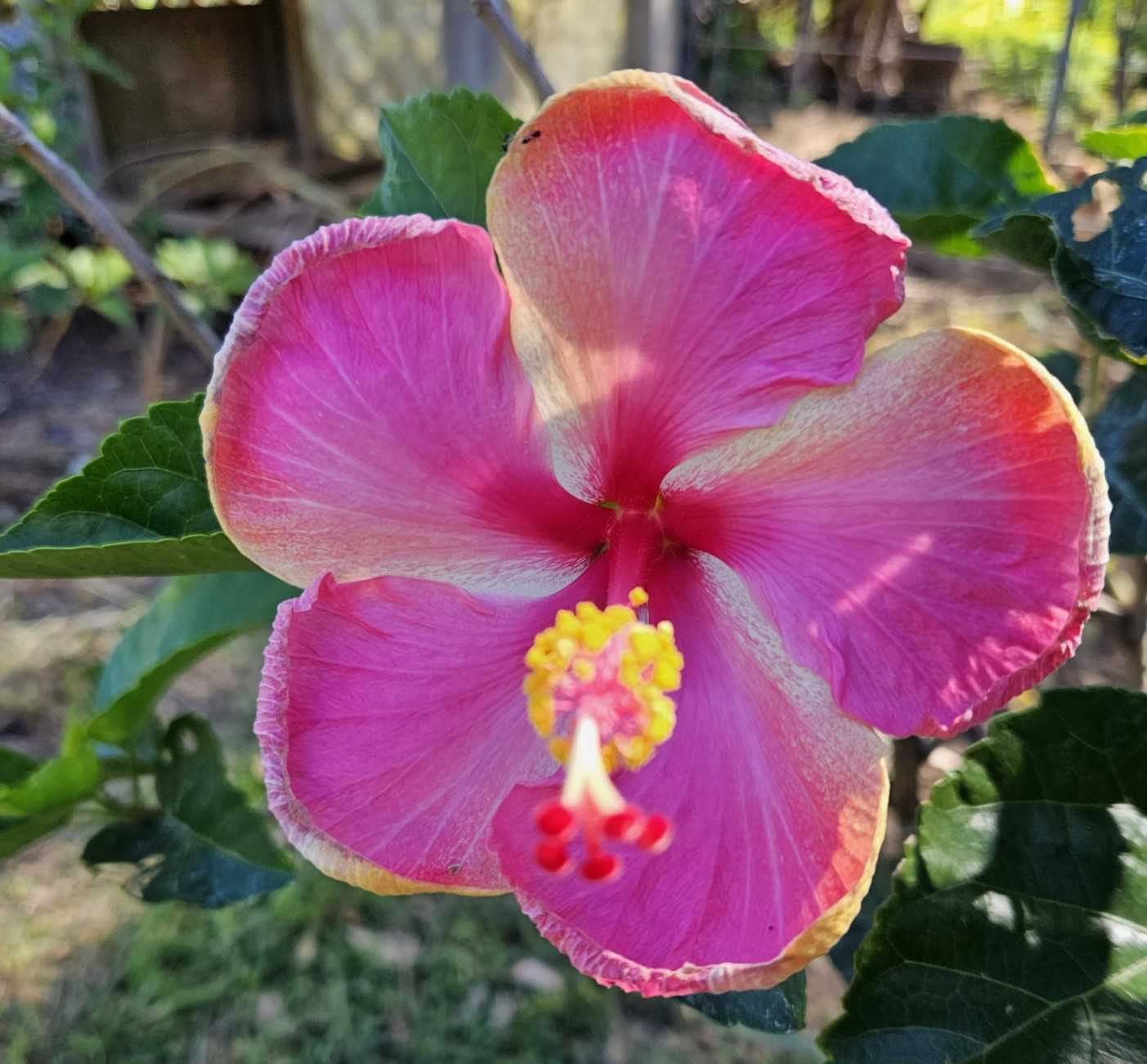 Fizzy Peach hibiscus