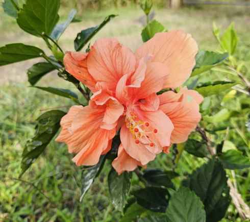 Fluffy Peach hibiscus