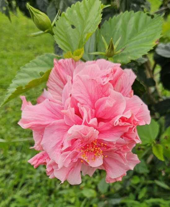 a pink hibiscus