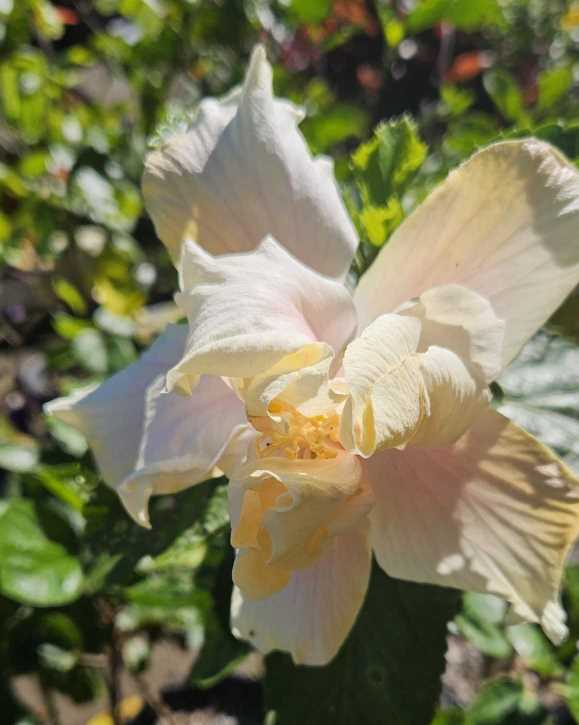 a fancy white hibiscus