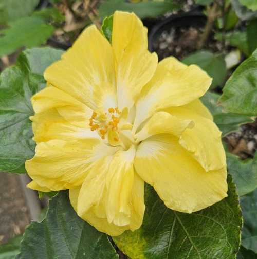 a bright yellow hibiscus