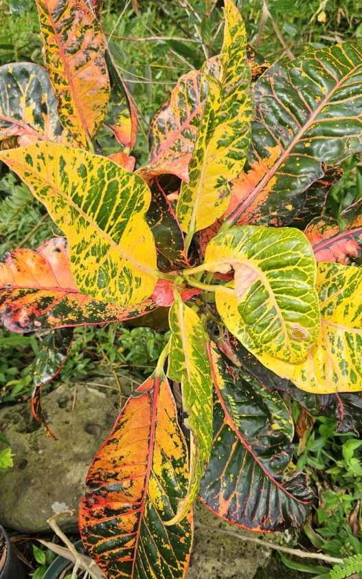 red, pink, yellow, and green variegated leafy croton plant