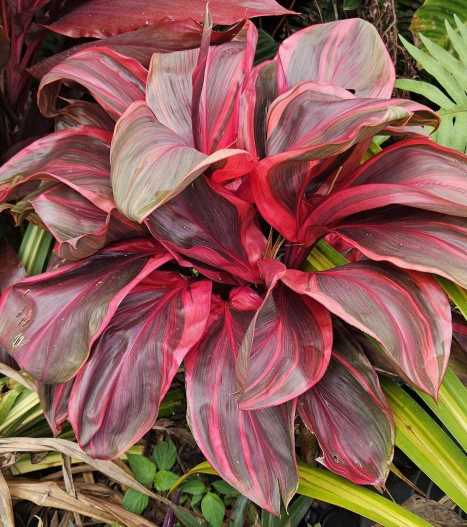 dark red Ti plant