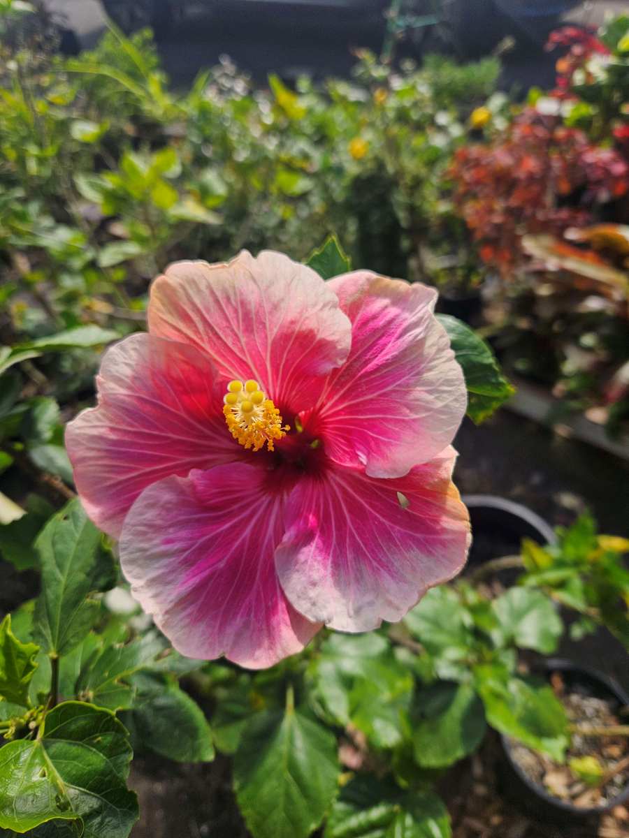 Heart Beat hibiscus