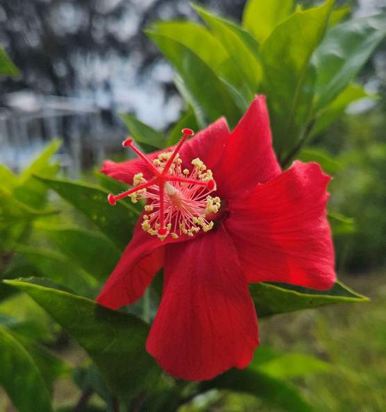 Koki'o hibiscus