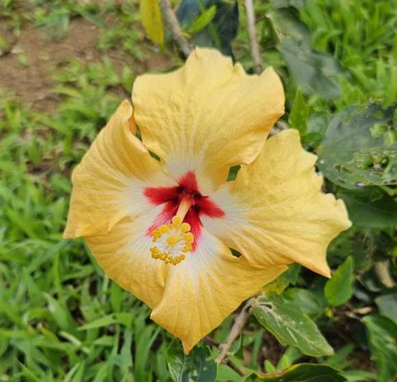 a butter-yellow hibiscus