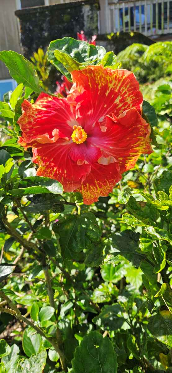 a brilliant red  hibiscus with a yellow centre