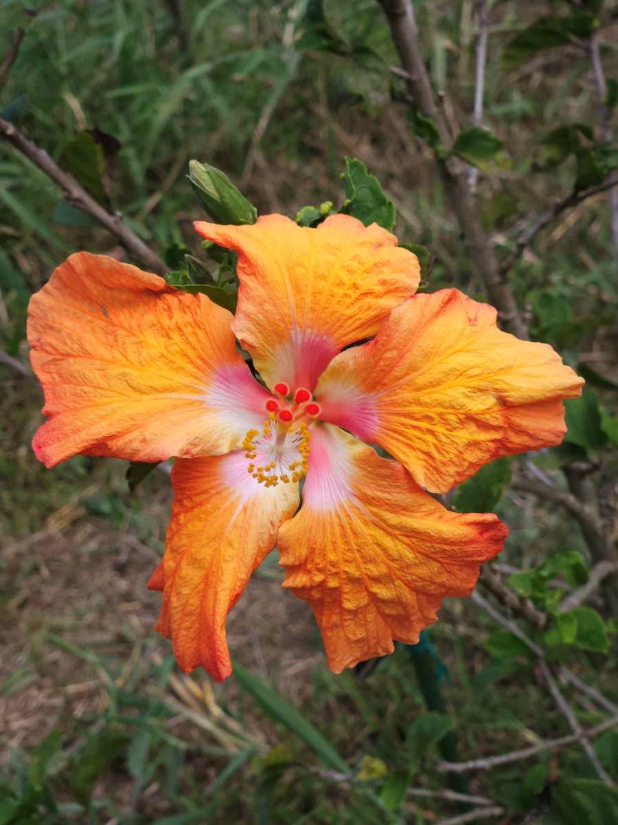 Neon Tangerine hibiscus