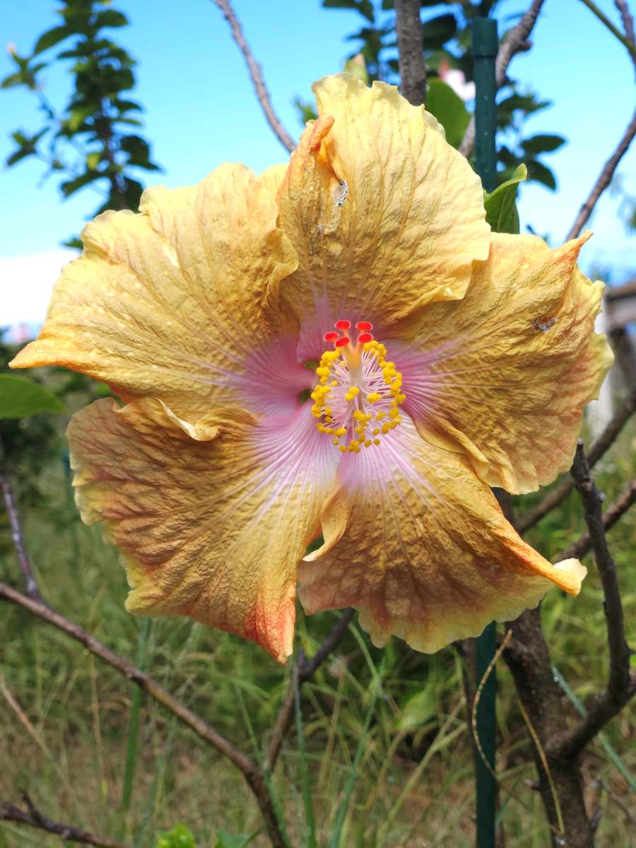 Orange Thunder hibiscus