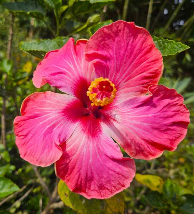 Painted Dancer hibiscus