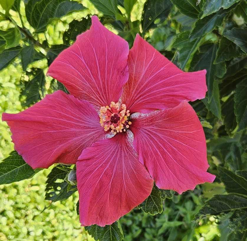 a brilliant pink hibiscus