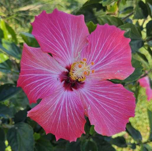 a brightly coloured pink hibiscus