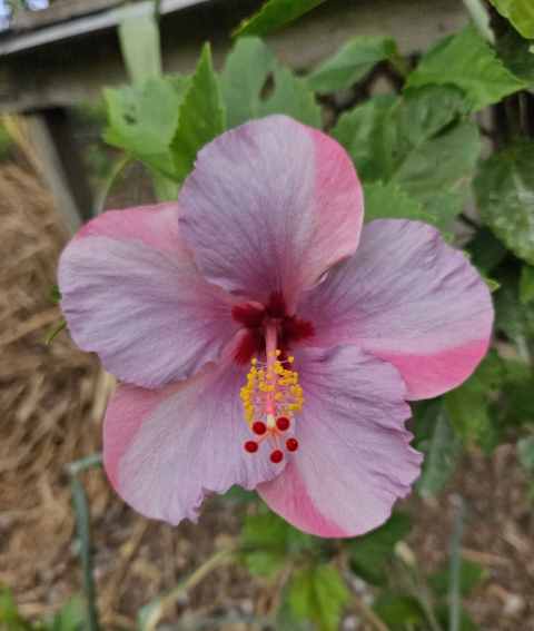 pinwheel purple, a pale lavender hibiscus