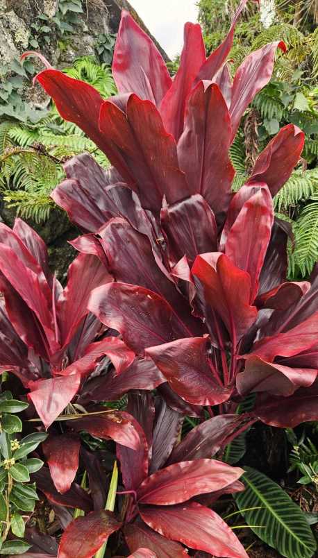 dark red Ti plant