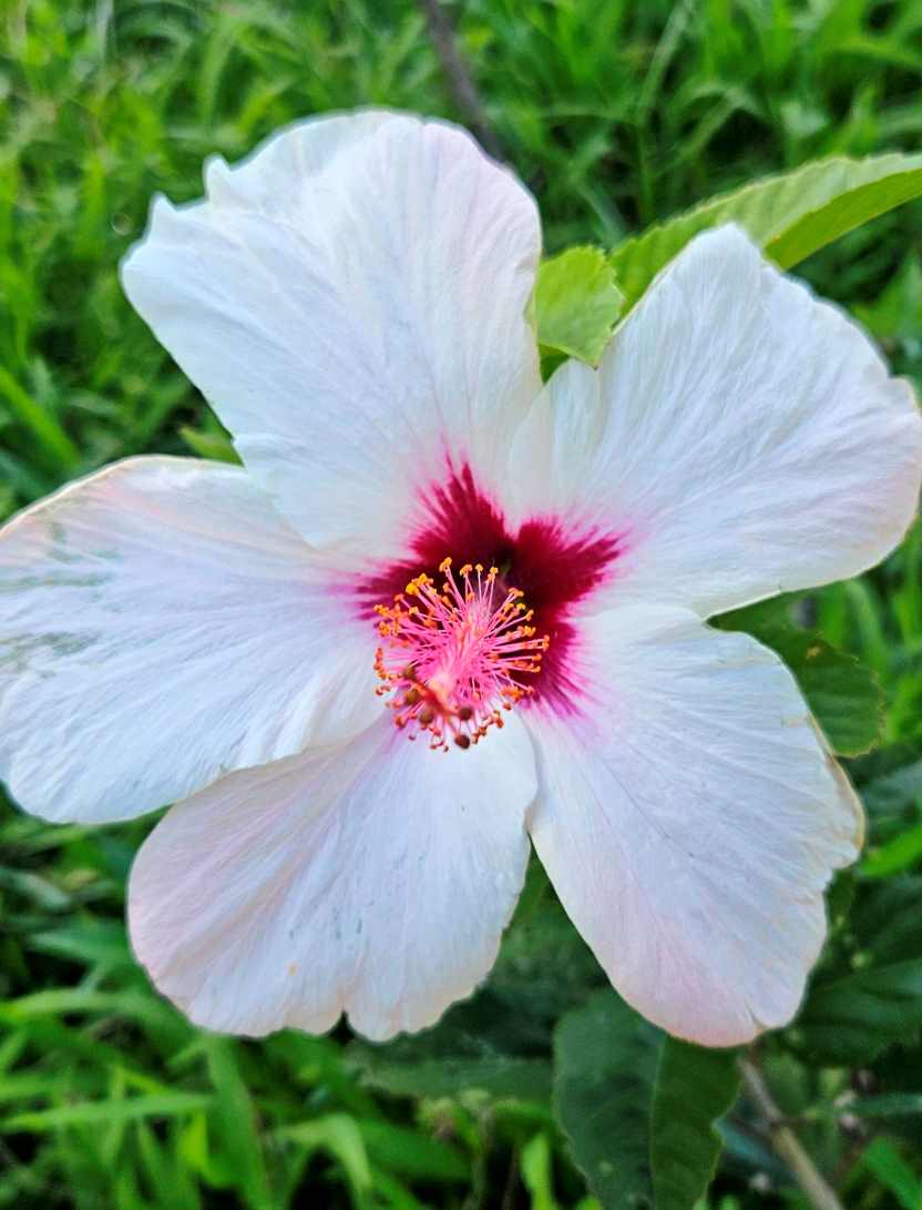 white hibiscus