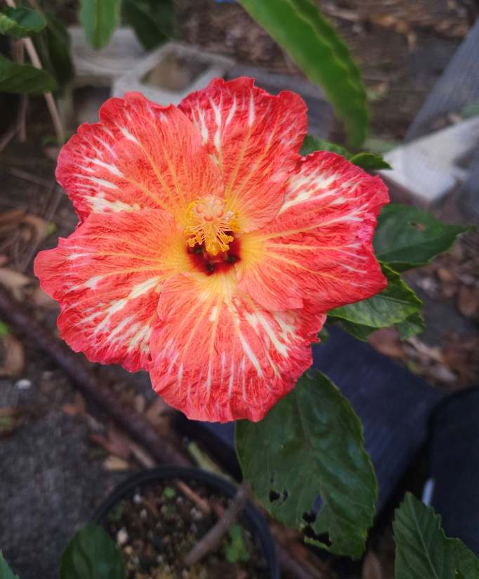 Scarlet Lion hibiscus