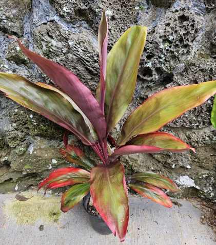 red variegated Ti plant