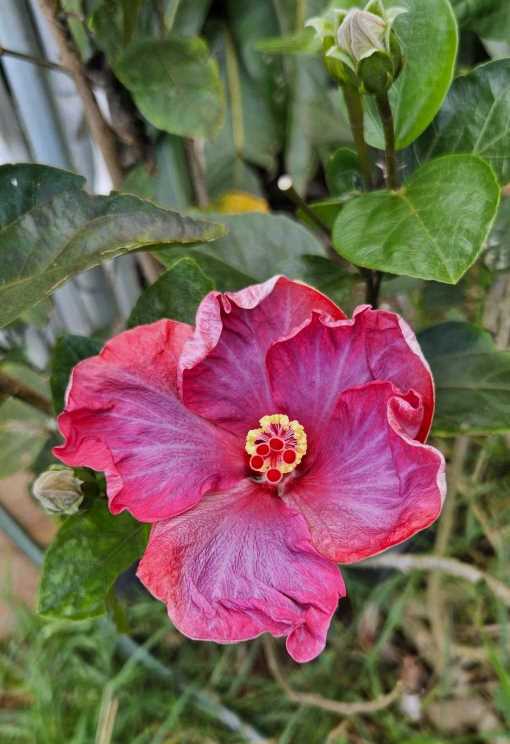 a deep magenta hibiscus