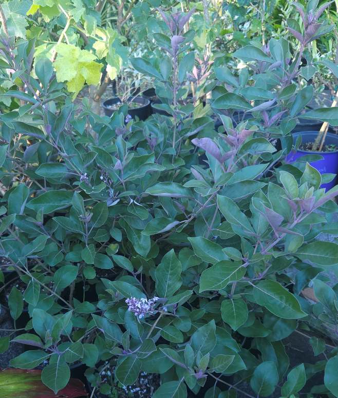 Vitex trifolia