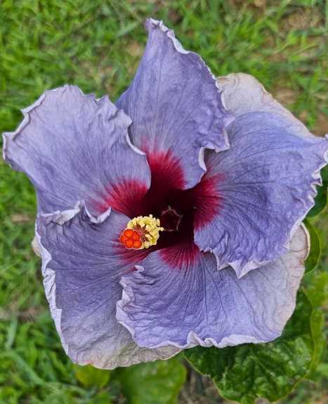 a blue and red hibiscus