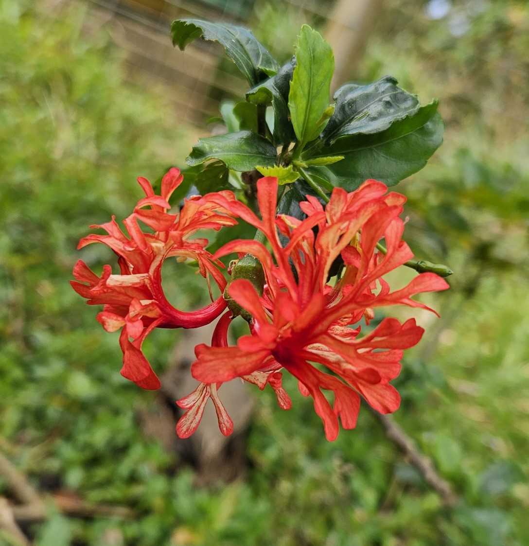 red coral hibiscus