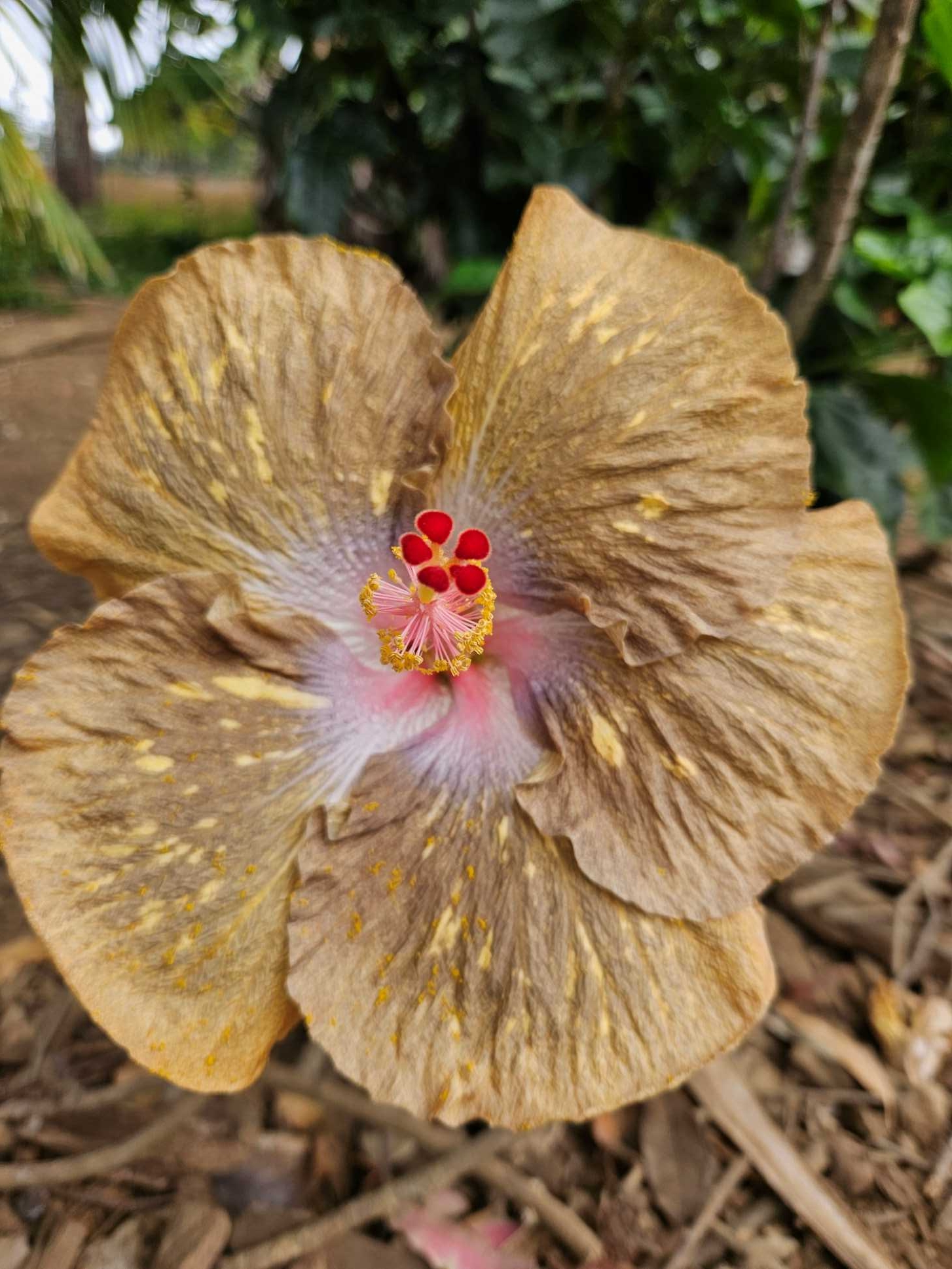 Crazy Yellow hibiscus