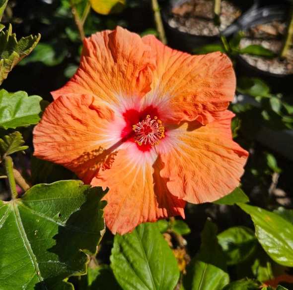 a brightly coloured hibiscus