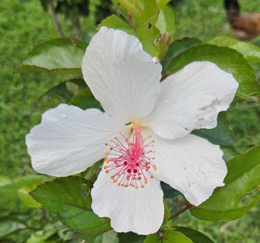 a delicate white hibiscus