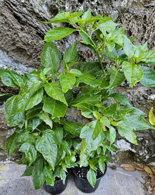 Hawaiian chili plant, before the fruit is out