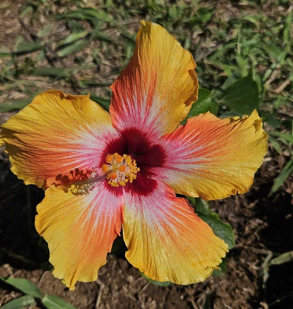 a brightly coloured hibiscus