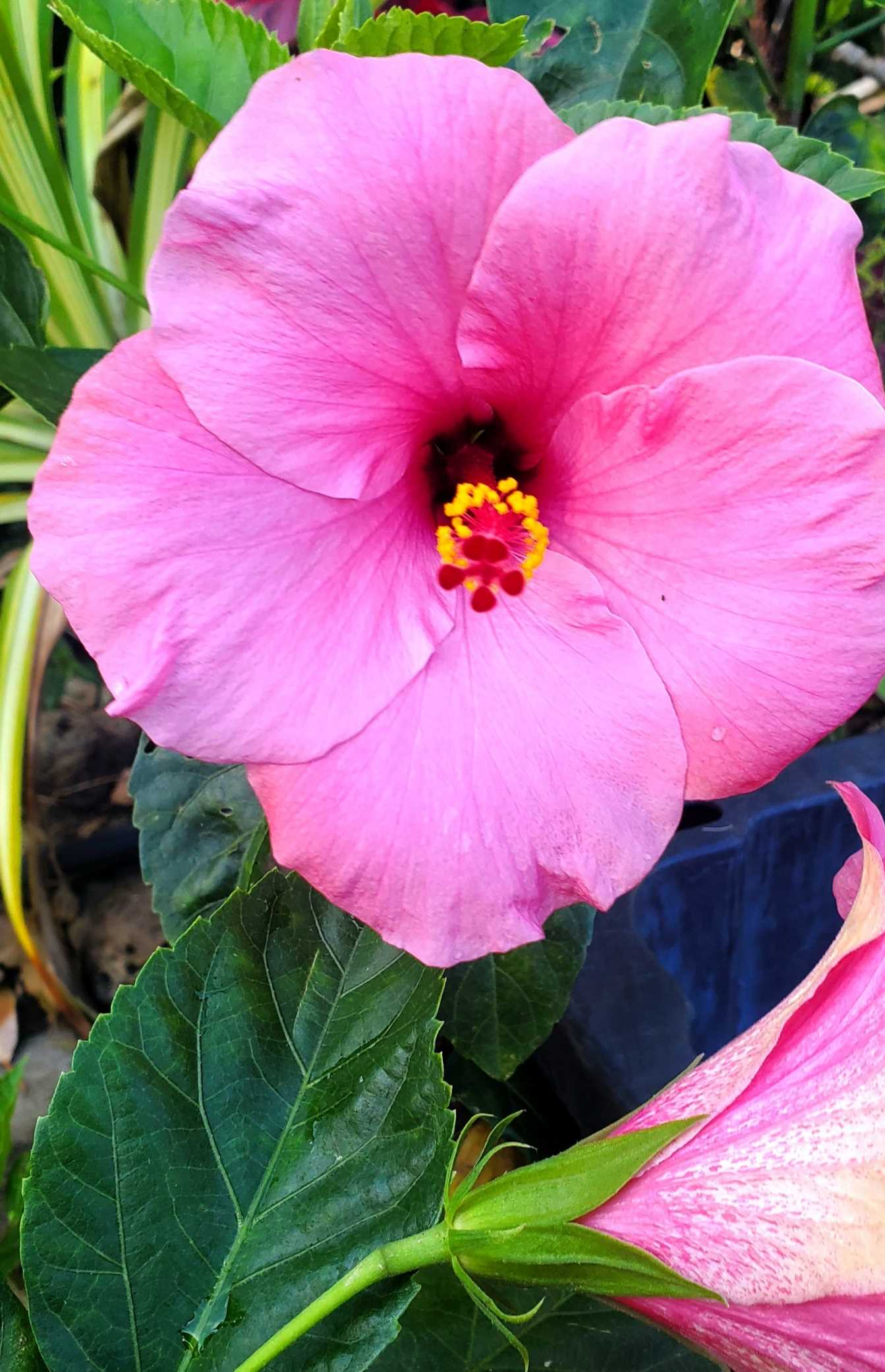 Light Pink hibiscus