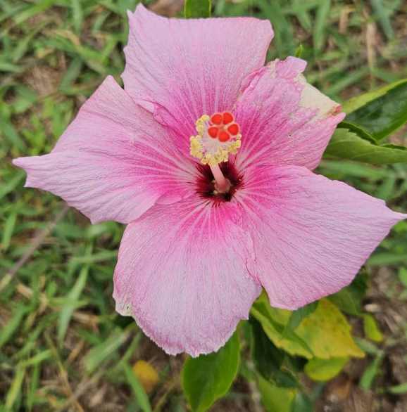 a vermilion red-orange hibiscus