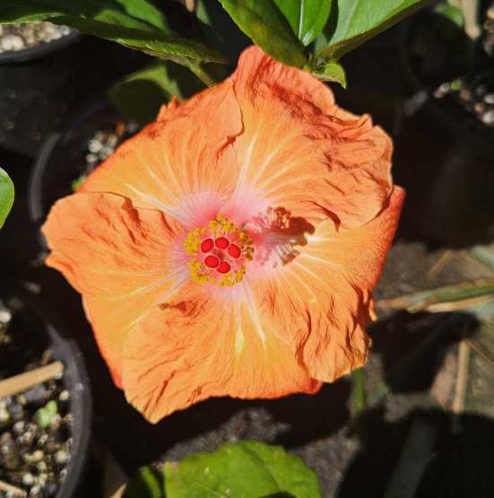 a brightly coloured hibiscus