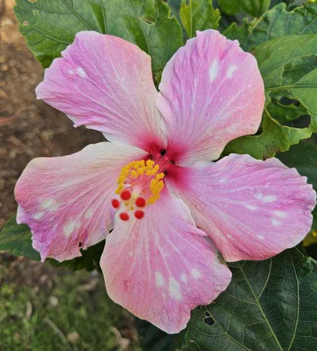 pink cream hibiscus