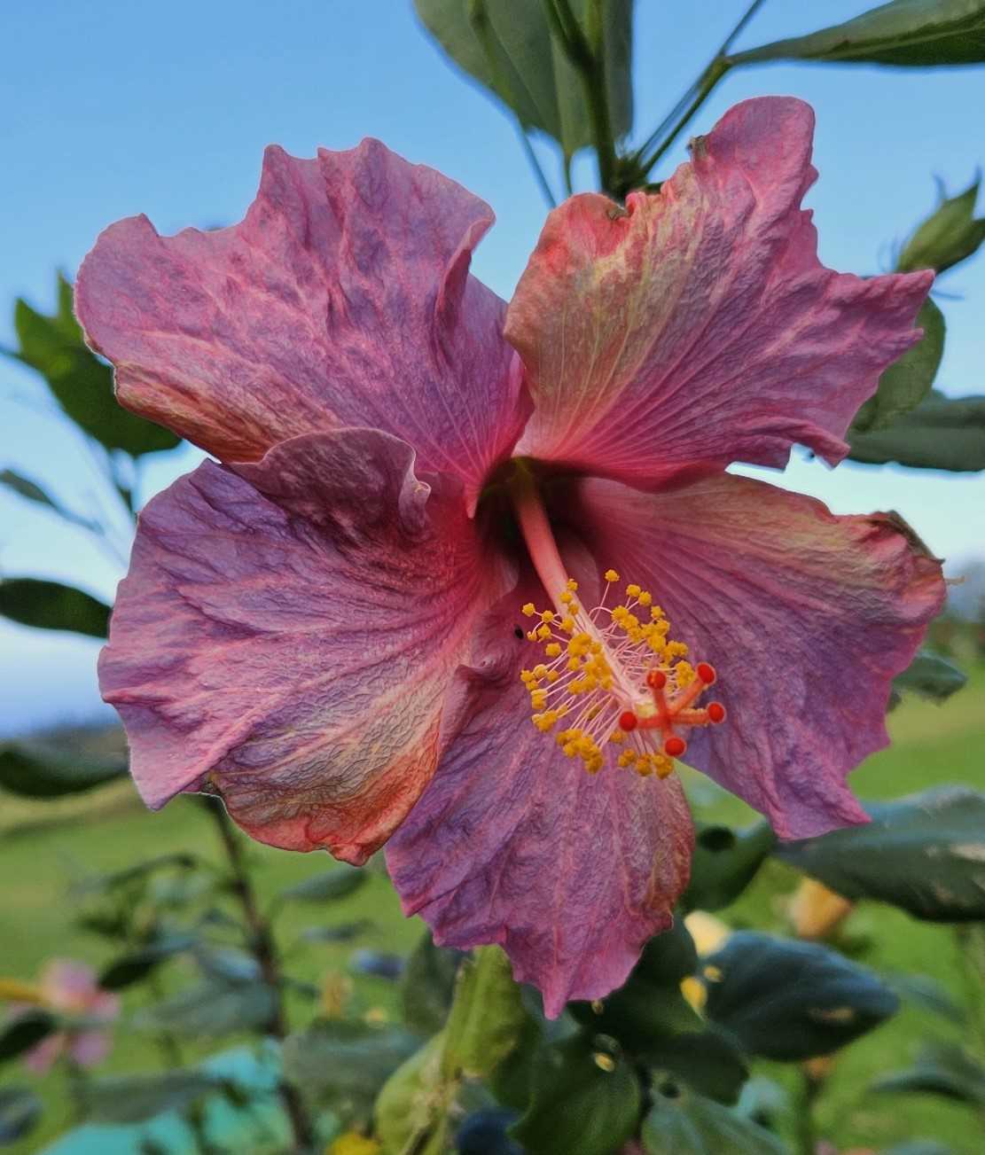 Purple Fantasia hibiscus