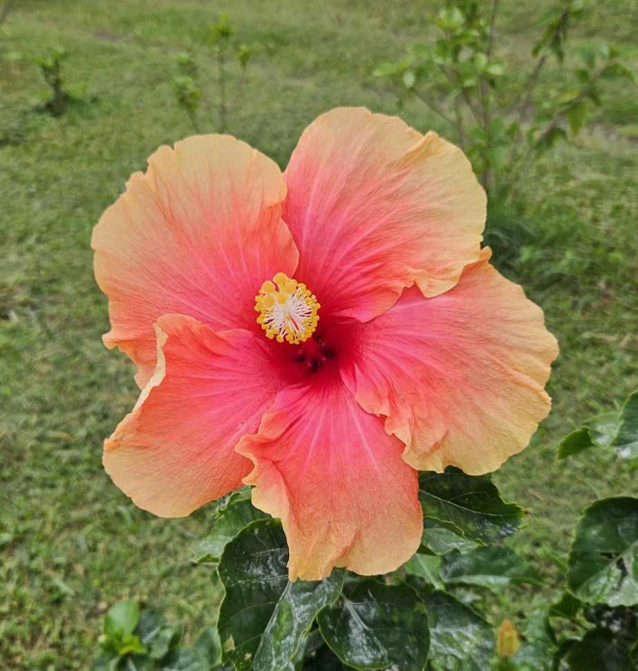 sunrise hibiscus